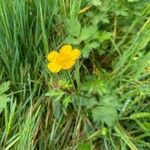 Ranunculus repensFlower