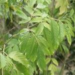 Leea guineensis List