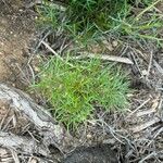 Argyranthemum foeniculaceum Leaf