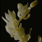 Cephalanthera austiniae Flower