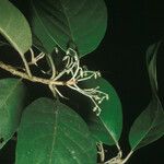Siparuna decipiens Yaprak
