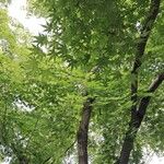 Acer palmatum Φύλλο