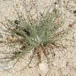 Malacothrix californica Hábito