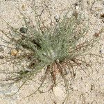 Malacothrix californica Агульны выгляд