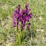 Anacamptis laxiflora Habit