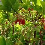 Vaccinium cylindraceum Flower