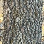 Quercus marilandica Bark