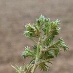 Scleranthus annuus Leaf