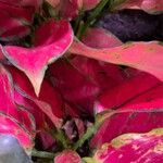 Aglaonema commutatum Folha