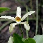Cattleya forbesii Flor