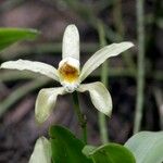 Cattleya forbesii Flower