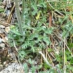 Leucanthemopsis alpina 葉