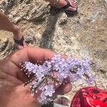 Limonium cordatum Λουλούδι