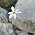 Narcissus serotinus Floare