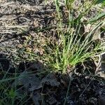 Fimbristylis autumnalis Habit