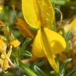 Genista corsica Цвят