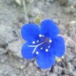 Phacelia campanularia Květ