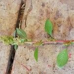 Amaranthus polygonoides Leaf