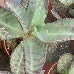 Kalanchoe marmorata Ліст