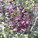 Sambucus canadensis果