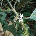 Craterispermum rumpianum Flor