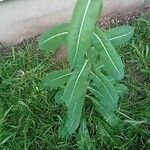 Lactuca virosa Leaf