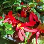 Begonia boliviensis Цвят