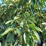 Erythrina crista-galli Blad