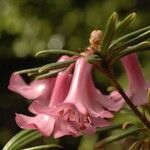 Rhododendron abietifolium Kvet