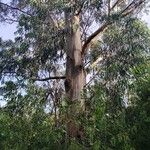 Eucalyptus globulusLubje