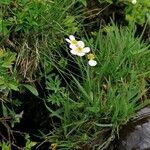 Ranunculus pyrenaeus Yeri