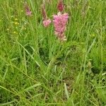 Onobrychis viciifolia Habit