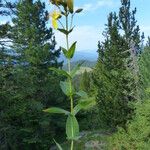 Hypericum richeri Flower