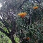 Grevillea robustaBloem