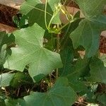 Coccinia grandis Leaf