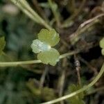 Hydrocotyle ranunculoides Yaprak