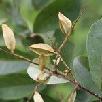 Combretum celastroides Frucht