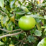 Citrus maxima Frucht