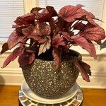 Begonia rexBlad