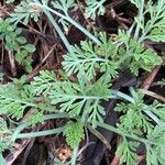 Artemisia frigida Blatt