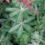 Galium maritimum Leaf