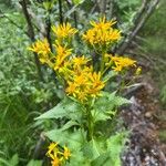 Senecio triangularis Fiore