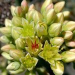 Sedum oregonense