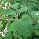 Rubus vestitus Hostoa