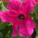 Petunia spp. Blüte