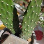 Consolea rubescens Hoja