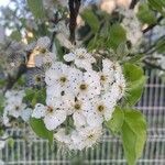 Pyrus calleryana Flor