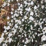 Cytisus multiflorus Flower