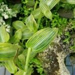 Callisia gentlei Leaf