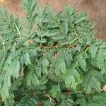 Vachellia seyal Folha